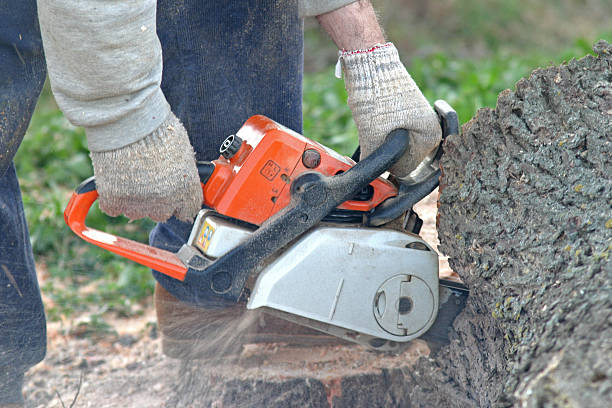 How Our Tree Care Process Works  in  Willowbrook, IL